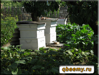 Выводим пчелиных маток и естественно размножаем пчелиные семьи
